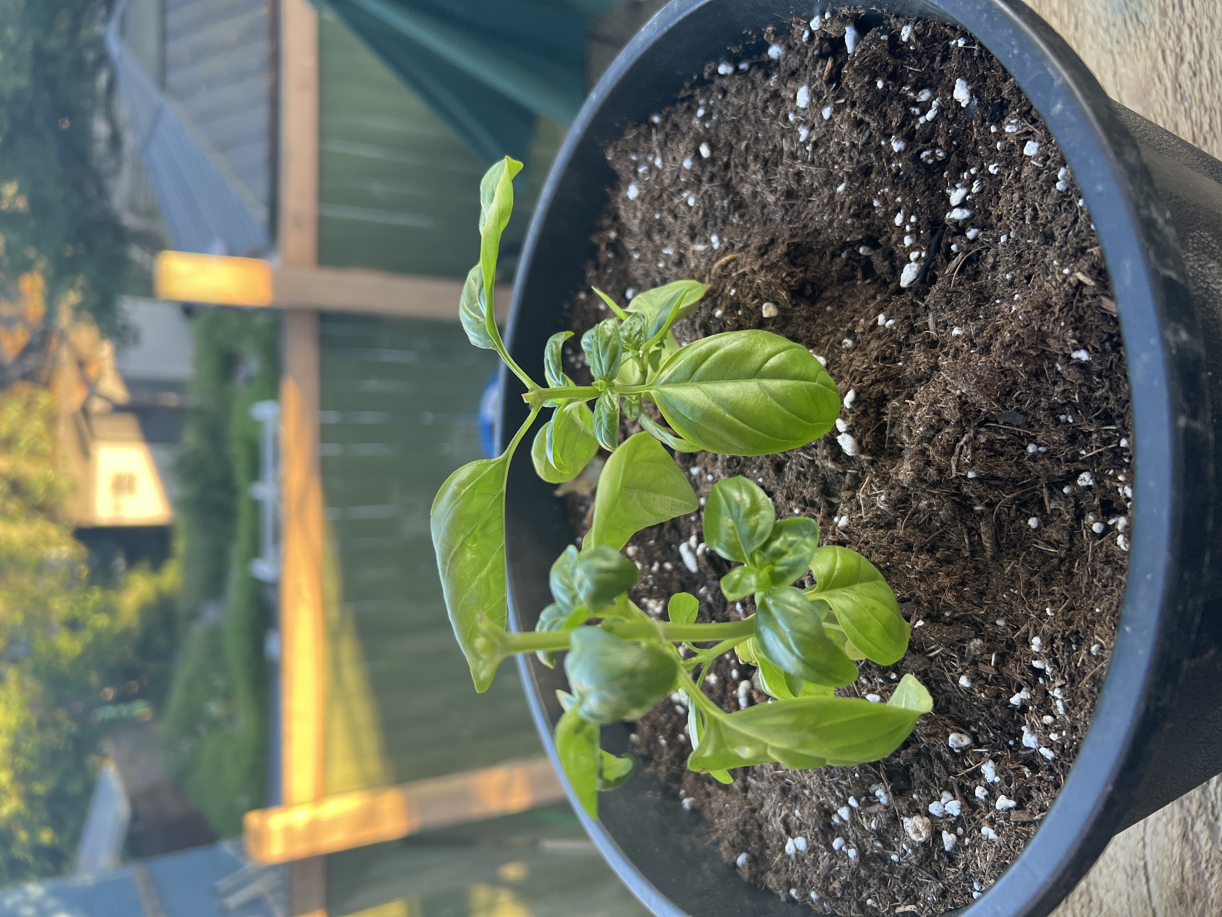 Basil